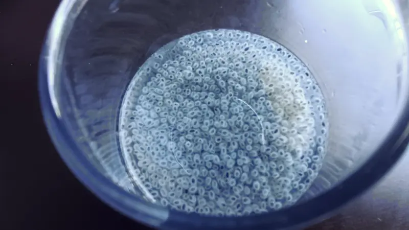 Basilikumsamen: Das Asiatische Superfood für Darm und Blu... - Foto 2